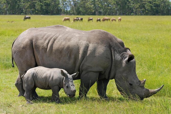 Tour: Giraffe Center and Nairobi National Park - Quick hits: what makes this day work