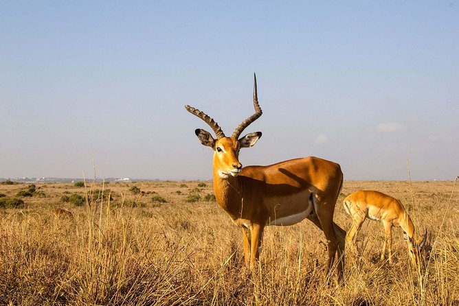 Tour: Giraffe Center and Nairobi National Park - Price and value: what $176 per person buys you in real life