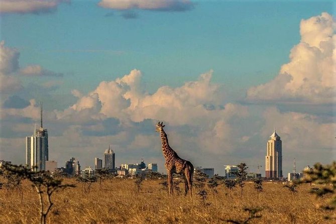 Tour: Giraffe Center and Nairobi National Park - Who this tour suits best, and who should skip it