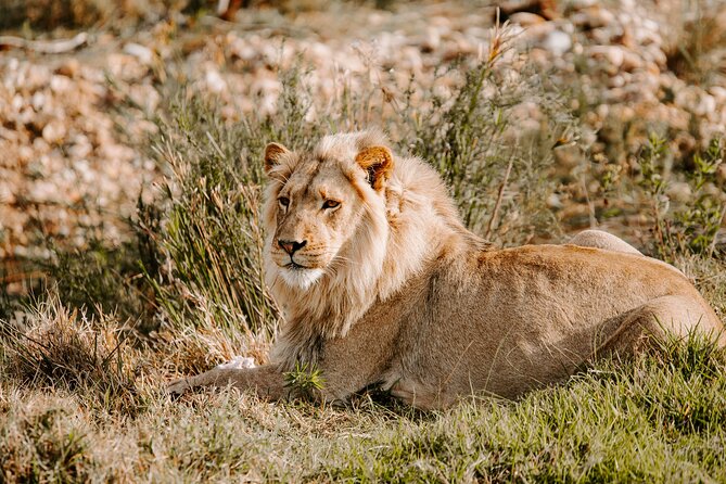 Tour Safari; Nairobi National Park - Key highlights you’ll care about