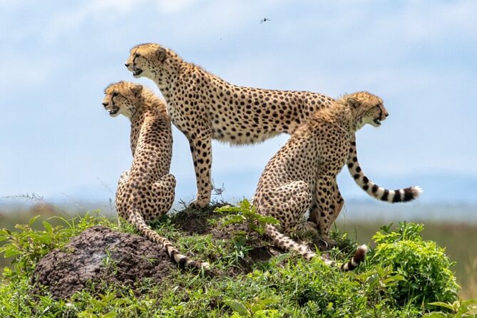 Tour Safari; Nairobi National Park - Your half-day safari starts like a mission, not a maybe