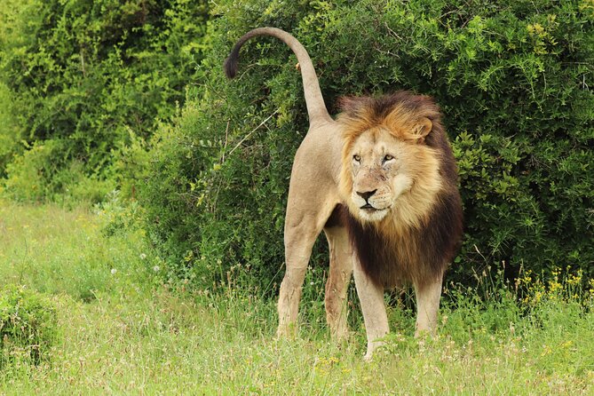 Tour Safari; Nairobi National Park - Stop 1: Nairobi National Park drive, spotting strategy, and timing