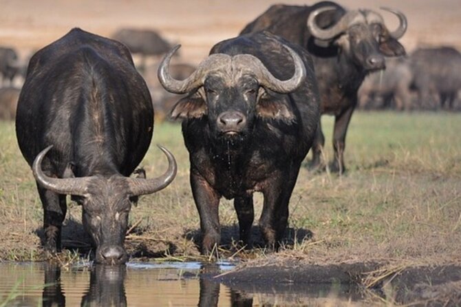 Tour Safari; Nairobi National Park - The guide makes the day. Moses is a big reason this works