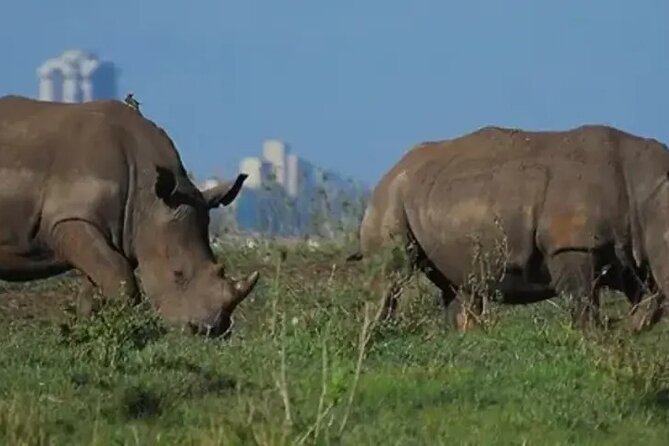 Tour Safari; Nairobi National Park - Big Five goals, and what to not assume