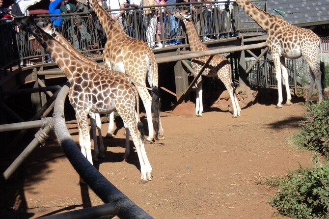 Tour to Giraffe Center from Nairobi - Getting From Nairobi to Karen Without Losing Your Whole Day