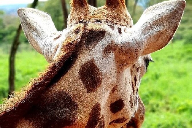 Tour to Giraffe Center from Nairobi - The Gogo River Nature Trail and Your 1-Hour Walk
