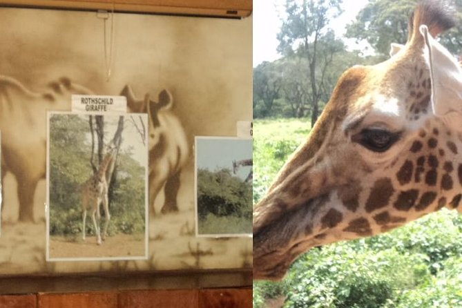 Tour to Giraffe Center from Nairobi - Price and Value: What $65 Covers, and What You Must Add