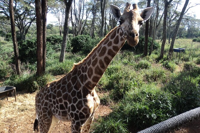 Tour to Giraffe Center from Nairobi - Should You Book This Nairobi Giraffe Centre Tour?