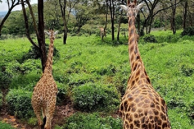 Tour to Giraffe Center from Nairobi - FAQ