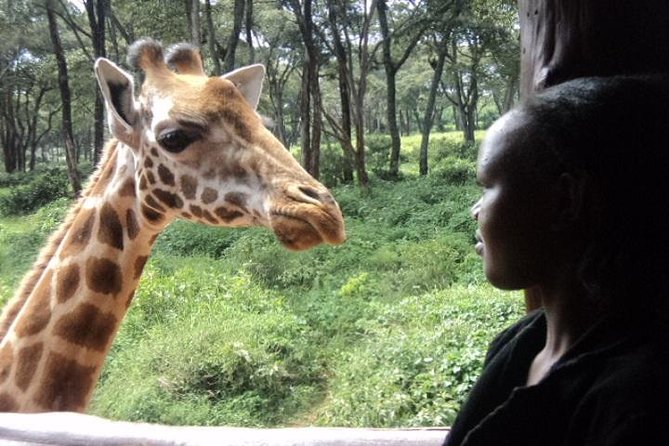 Tour to Giraffe Center from Nairobi - The 3-hour pace from Nairobi hotel pickup to return