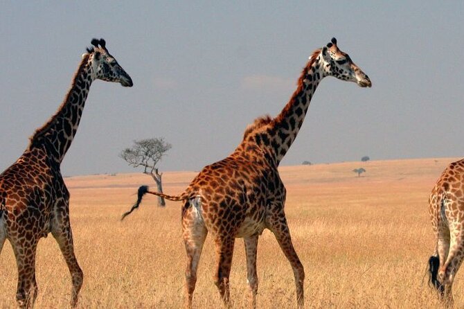 Tour to Hells Gate National park & L Naivasha boat ride - Hell’s Gate cycling safari: 3 hours in the open (8 kilometers of pedaling)