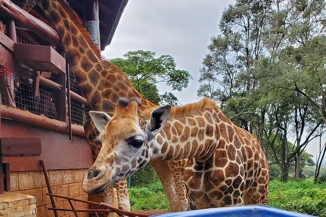Tour to the Nairobi Giraffe Centre & Optional Elephant Orphanage - Nairobi wildlife, in a tight half day you can actually use