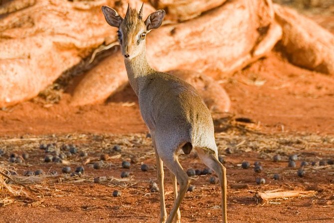 Tsavo East 1 Day Safari, Beach To Beach In 4wd Jeep - Price and Value: Why $312 Can Make Sense Here