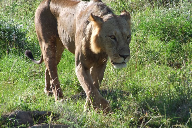 Tsavo East Amboseli and Tsavo West Safari 4 Days starting Malindi - Day 2: Amboseli sunrise, Serena Lodge comfort, and Kilimanjaro when the skies open