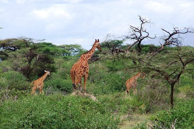 Tsavo East Amboseli and Tsavo West Safari 4 Days starting Malindi - Day 4: early Tsavo West game drive and back to Malindi