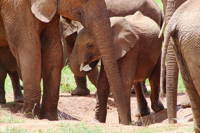 Tsavo East Amboseli and Tsavo West Safari 4 Days starting Malindi - The guide factor: what “looked after us” usually means in safari terms