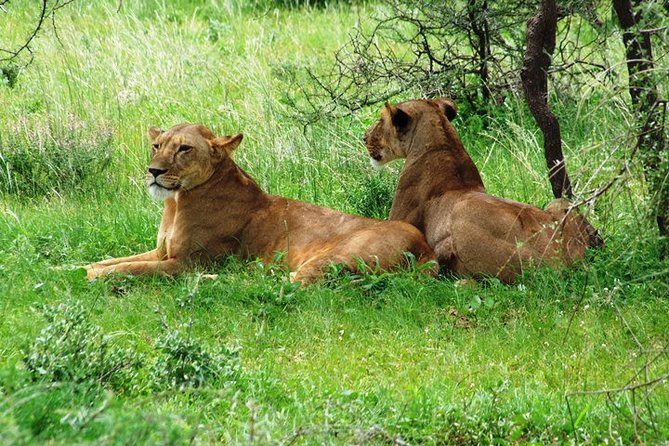 Tsavo East Amboseli and Tsavo West Safari 4 Days starting Malindi - Day 3: Tsavo West and the Mzima Springs ranger tour (hippos and crocodiles up close)