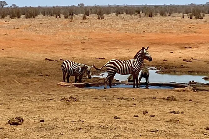 Tsavo East and Ngutuni Sanctuary Safari 3 days from Mombasa - Day 2 in Tsavo East: the long drive is where the magic happens
