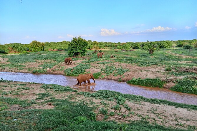 Tsavo East and Ngutuni Sanctuary Safari 3 days from Mombasa - Ngutuni Lodge: waking up with wildlife nearby