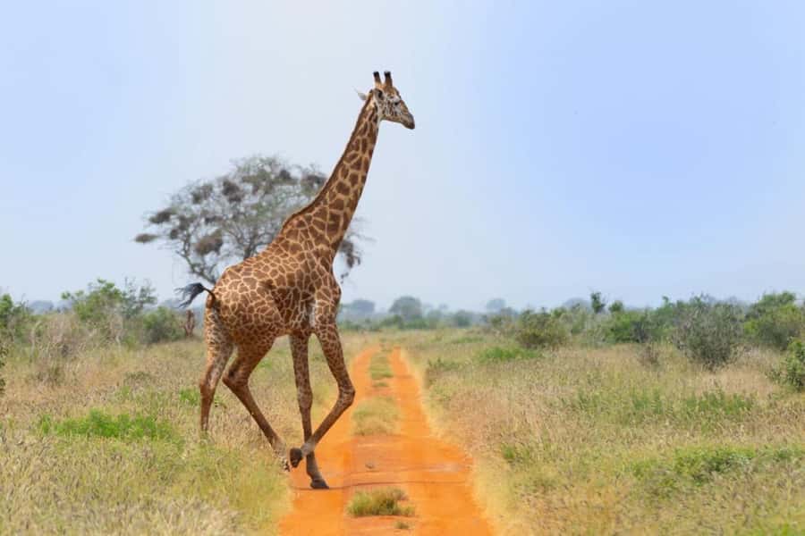 Tsavo East and Tsavo West Sanctuary Safari - Key things to know before you go
