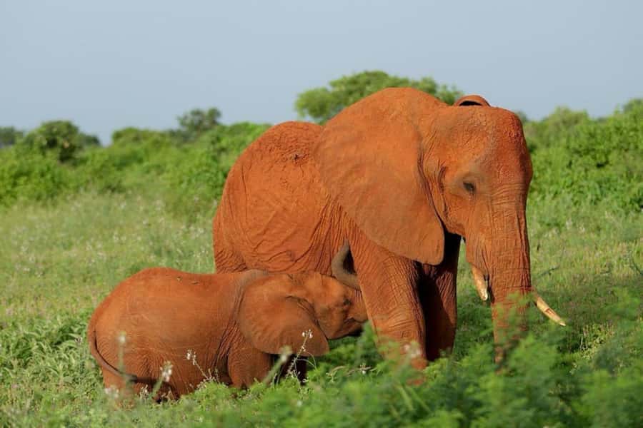 Tsavo East and Tsavo West Sanctuary Safari - Tsavo East, where the red elephants set the tone