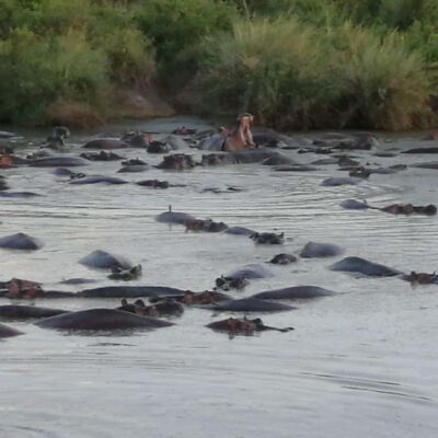 Tsavo East and Tsavo West Sanctuary Safari