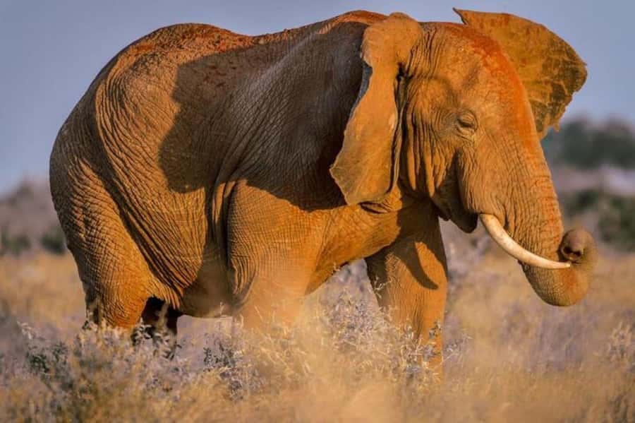 Tsavo East and Tsavo West Sanctuary Safari - Day two starts at Ngutuni, then you move to Tsavo West and Ziwani
