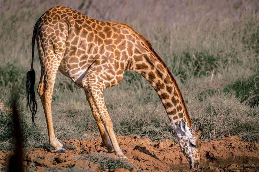 Tsavo East and Tsavo West Sanctuary Safari - What you should expect to see, and what is never guaranteed