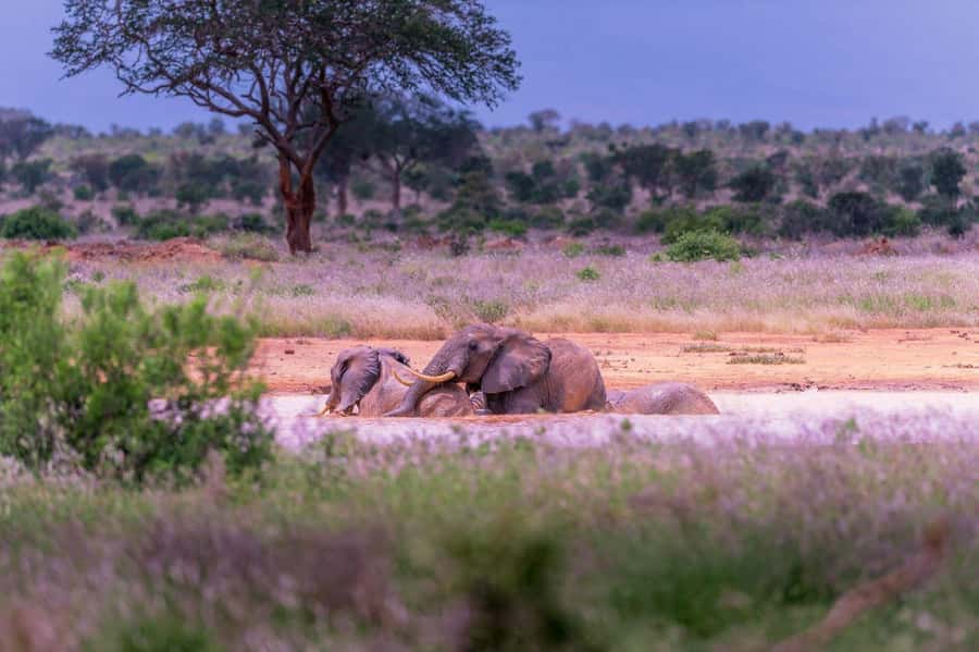 Tsavo East and Tsavo West Sanctuary Safari - Who this safari is best for