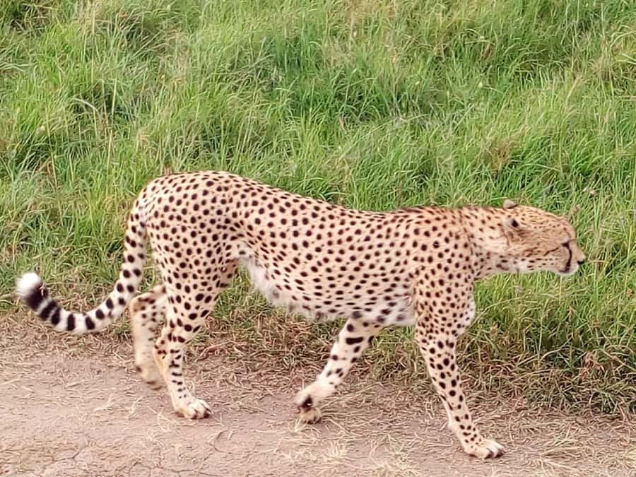 Tsavo East National Park: 2-Day Tour from Mombasa - Key Things to Know Before You Go