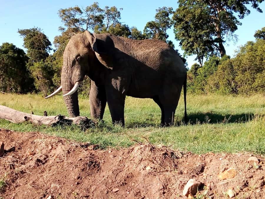 Tsavo East National Park: 2-Day Tour from Mombasa - Overnight at Voi Safari Lodge: Included, But Plan for Basic Conditions