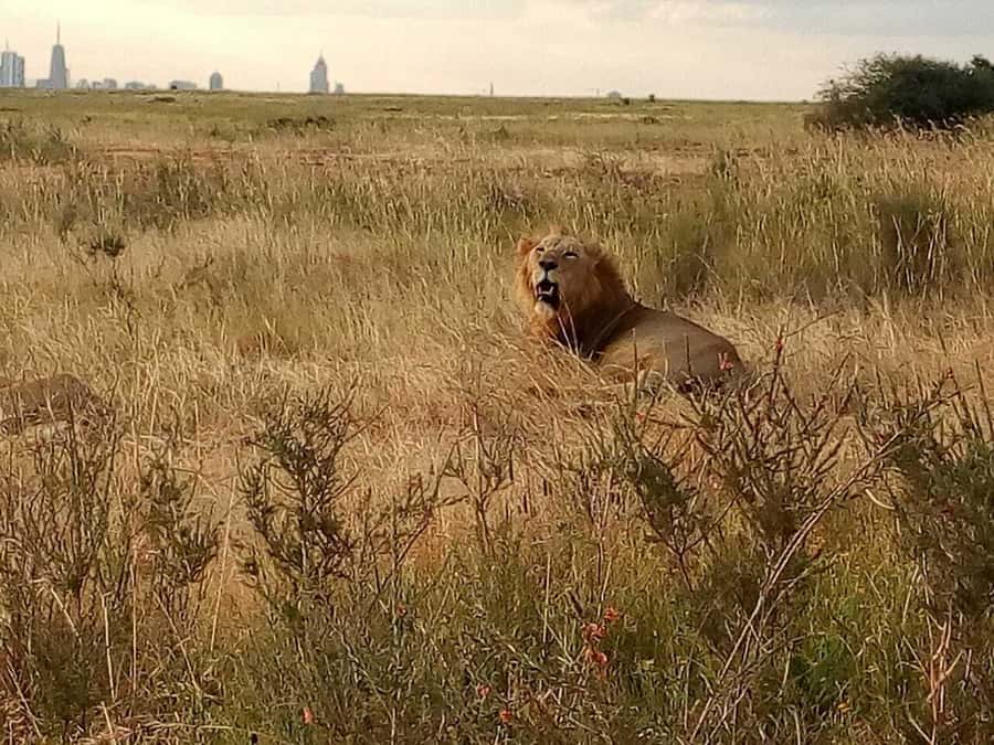 Tsavo East National Park: 2-Day Tour from Mombasa - Who Should Book This Tsavo East Tour?
