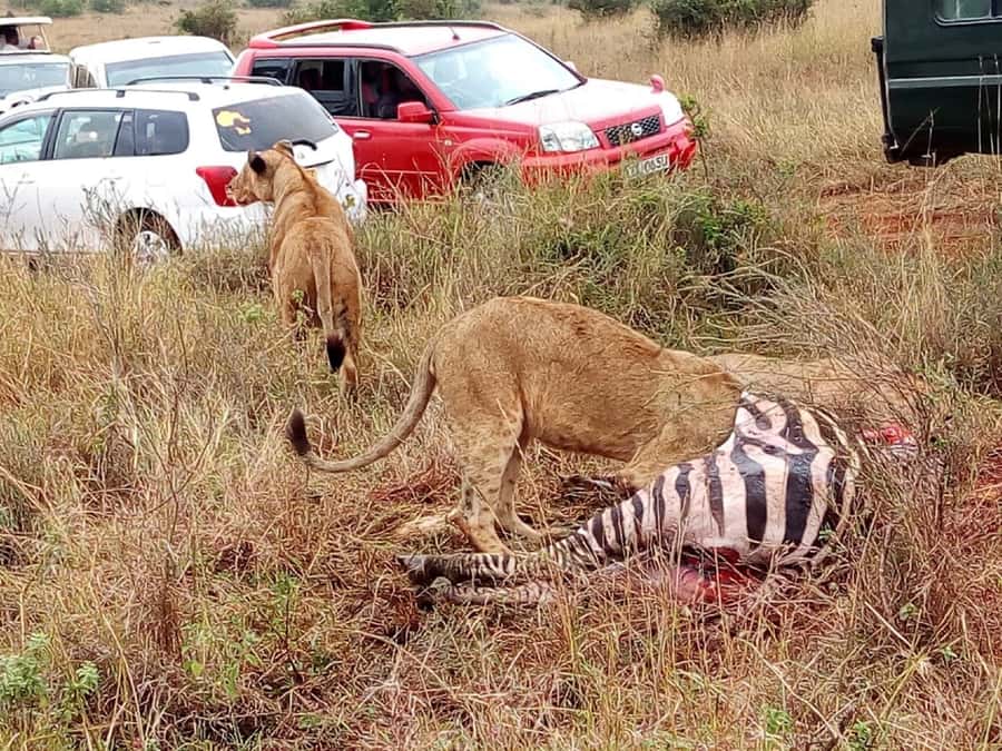 Tsavo East National Park: 2-Day Tour from Mombasa - Should You Book This Tsavo East 2-Day Tour?