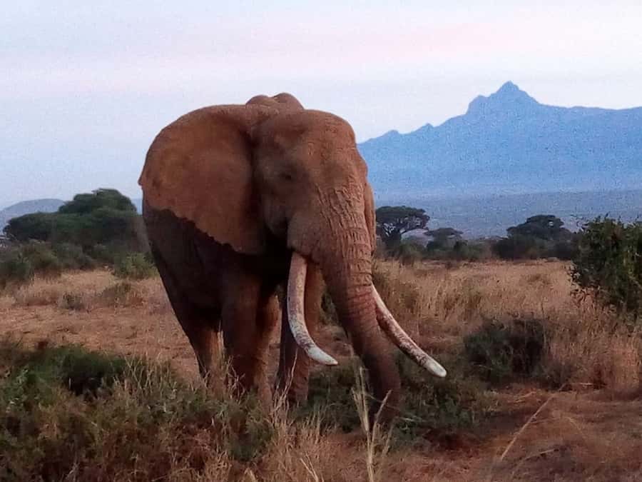 Tsavo East National Park: 2-Day Tour from Mombasa - Day 1: Mombasa Pickup, The Ride In, and First Chances in Tsavo East