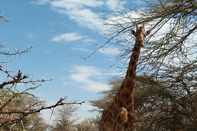 Tsavo East & west, Amboseli 5days from Mombasa - Why this 5-day Tsavo and Amboseli route works from Mombasa