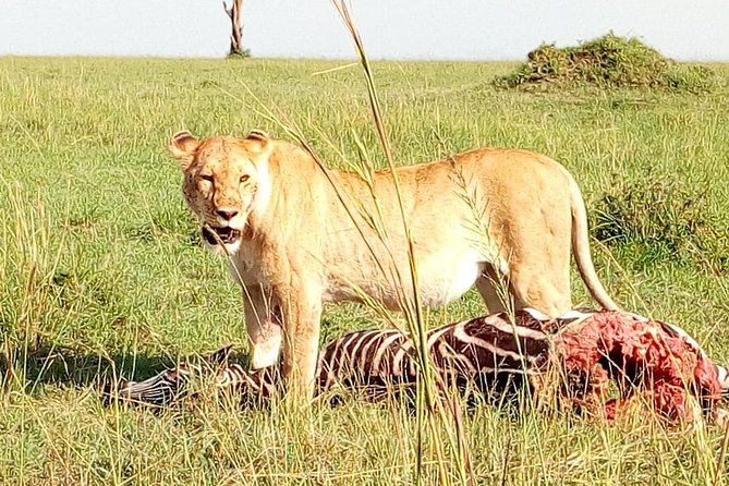 Tsavo East & west, Amboseli 5days from Mombasa - Day 3: Amboseli arrival and the AA Lodge security convoy lunch