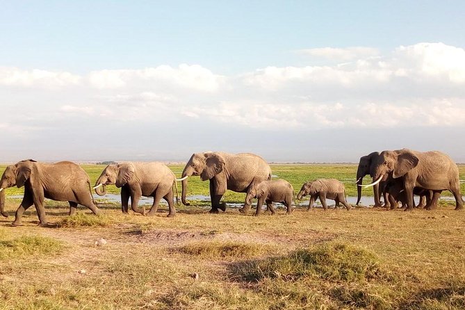 Tsavo East & west, Amboseli 5days from Mombasa - Day 4: Full Amboseli day with packed lunch at Observation Hill