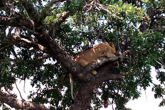 Tsavo East & west, Amboseli 5days from Mombasa - Day 5: Nairobi Arboretum, then optional first-class train to Mombasa