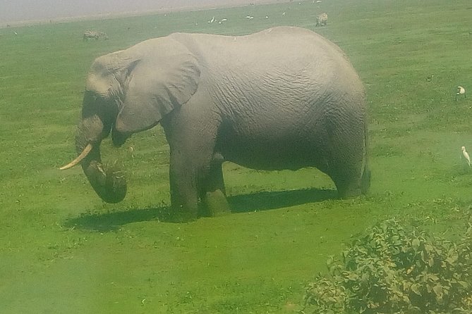 Tsavo East & west, Amboseli 5days from Mombasa - Price and value: what you get for $1,100 per person