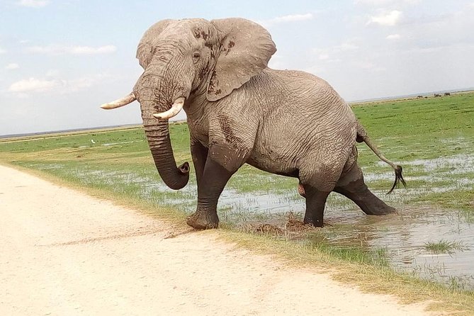 Tsavo East & west, Amboseli 5days from Mombasa - Day 1: Tsavo East game drives and Voi Safari Lodge