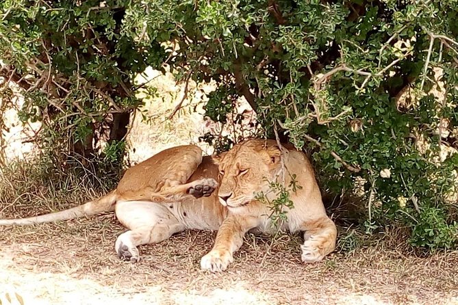 Tsavo National Park Small group Day trip - A one-day Tsavo route from Mombasa that really tests your schedule