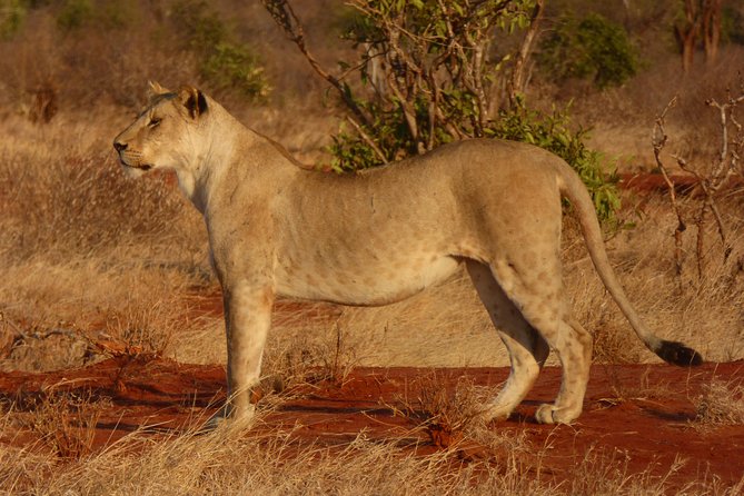 Tsavo National Park Small group Day trip - Timing and the road: what 7pm or 8pm really means