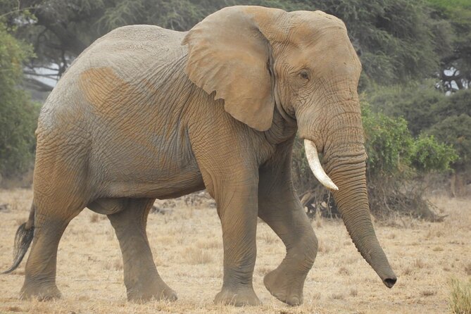 Two Nights (Mid-Range) Amboseli safari - Day 1 from Nairobi to Masai Mara: Rift Valley viewpoint, lunch timing, first wildlife at 4 p.m.