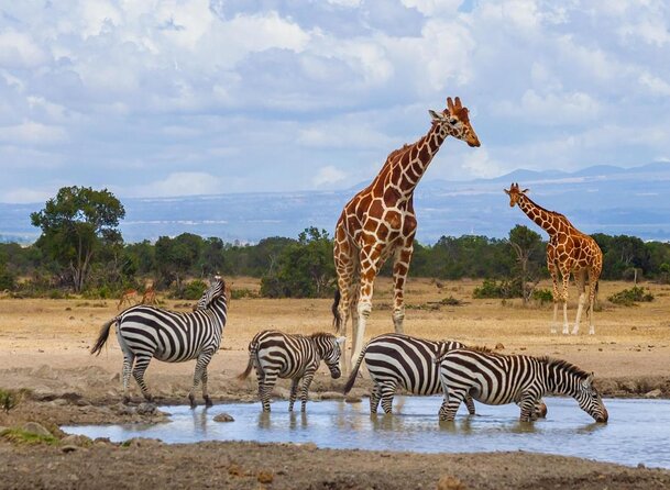 Vegans special safari - Key highlights you’ll care about