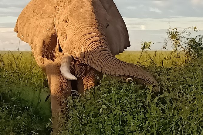 Vegans special safari - Maasai Mara: Rift Valley viewpoints and two full days of big-cat odds