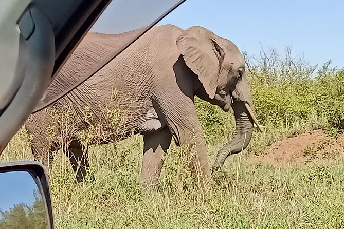 Vegans special safari - Lake Naivasha boat trip: hippos, birds, and Out of Africa vibes