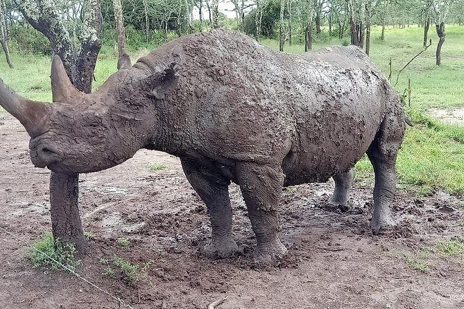 Vegans special safari - Ol Pejeta Conservancy: more than big animals, learning their stakes