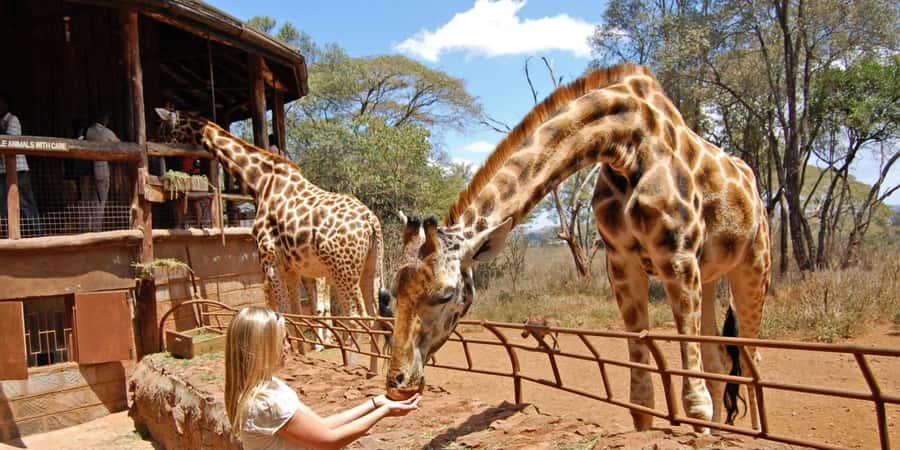 Visit to the Giraffe Centre - Inside the 120-acre sanctuary: what the guided tour actually covers
