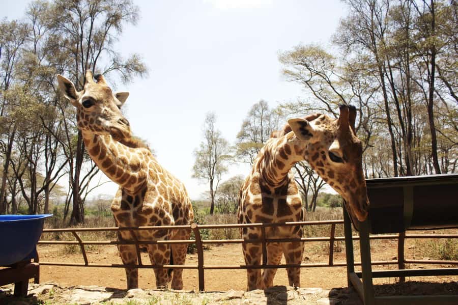 Visit to the Giraffe Centre - Getting there with pickup, then 1 hour by van each way