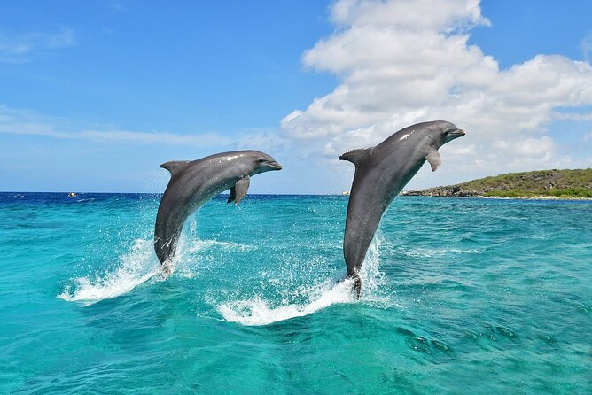 Wasini Dolphin Snorkeling - The combo that makes this trip feel worth it